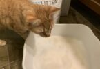 What PrettyLitter Colors Mean