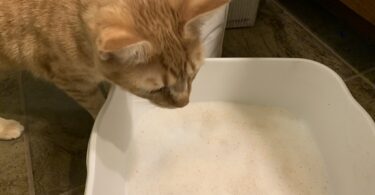 What PrettyLitter Colors Mean