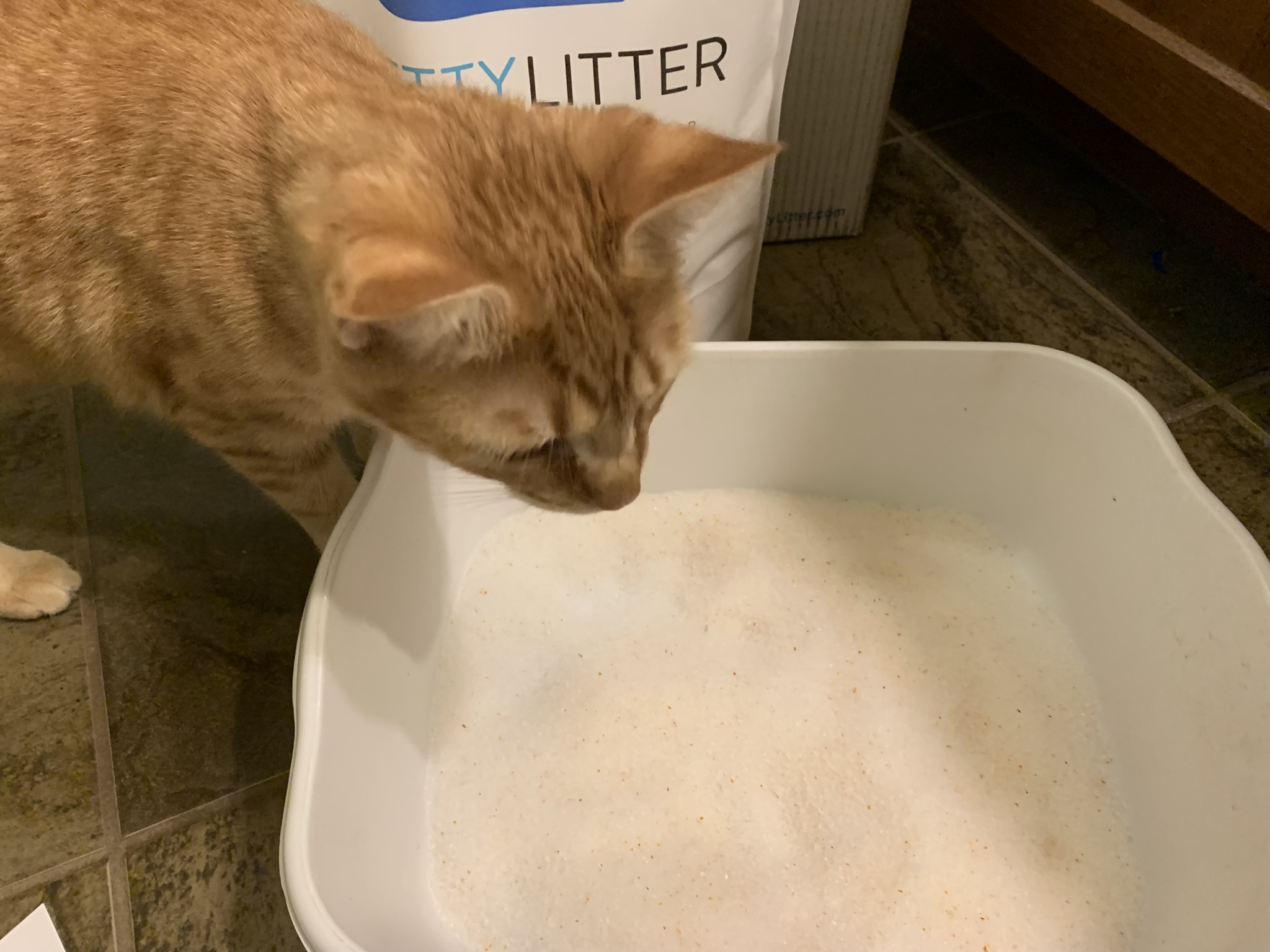 What PrettyLitter Colors Mean