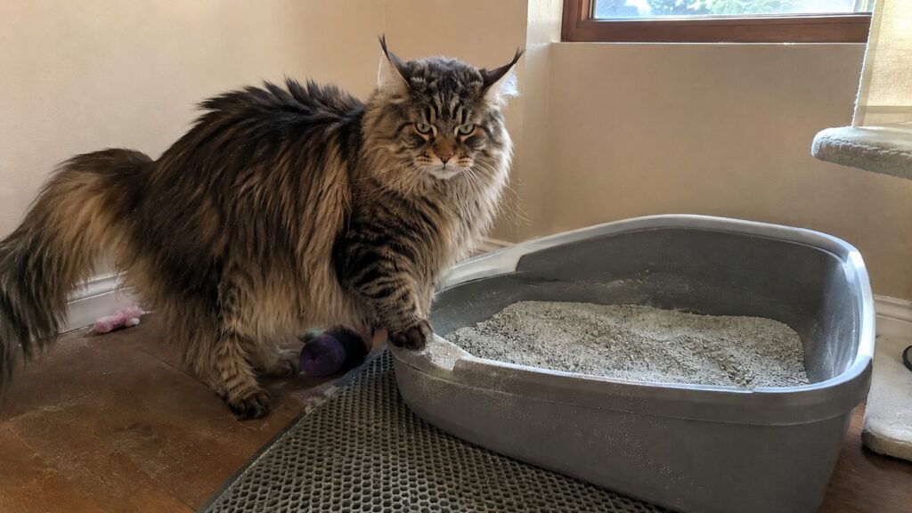 How Big Should a Litter Box Be for a Large Cat?