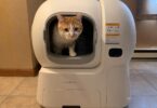 How Big Should a Litter Box Be for a Large Cat?