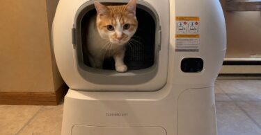 How Big Should a Litter Box Be for a Large Cat?