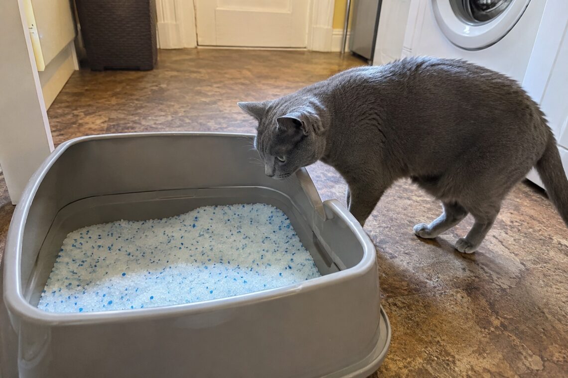 7 Best Low-Dust Cat Litters for a Cleaner Box and Less Mess