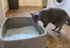 7 Best Low-Dust Cat Litters for a Cleaner Box and Less Mess