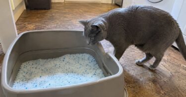 7 Best Low-Dust Cat Litters for a Cleaner Box and Less Mess