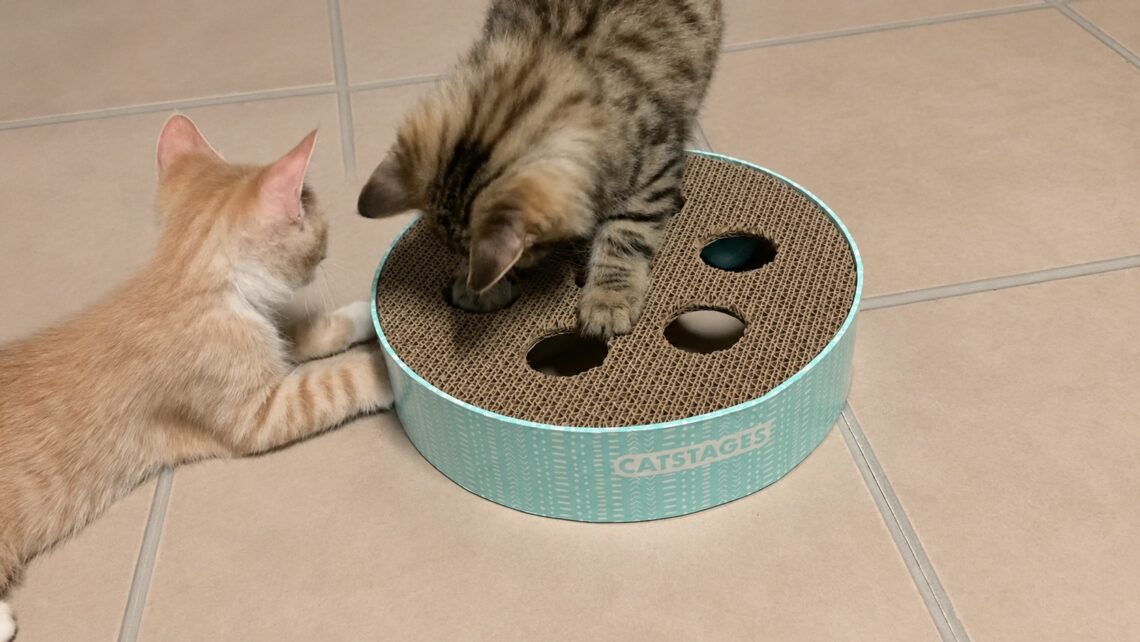 best interactive cat toys
