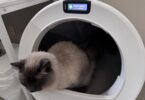 Cat using the Litter Robot 5 Pro