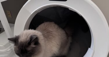 Cat using the Litter Robot 5 Pro