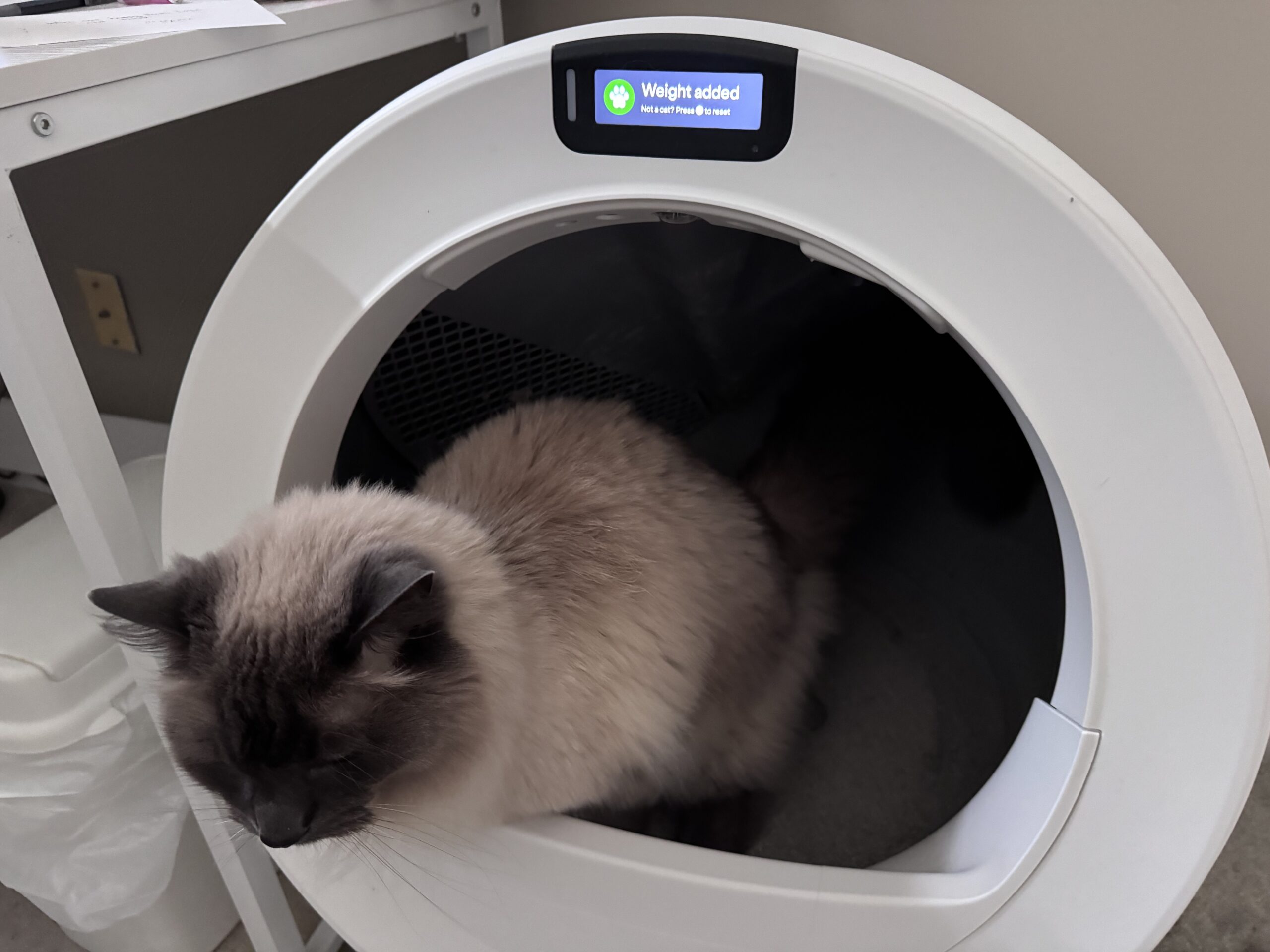 Cat using the Litter Robot 5 Pro
