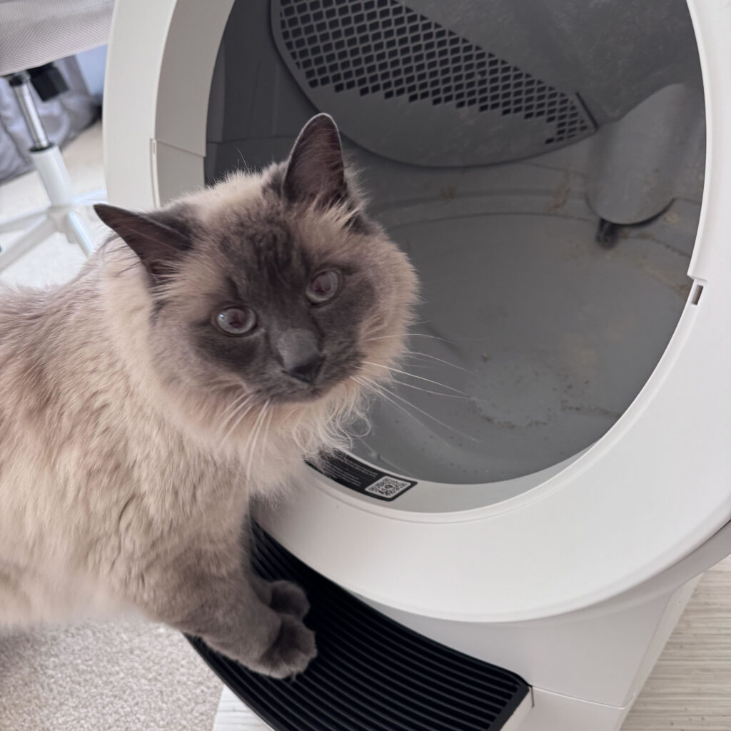 Milo supervising while I give the Litter Robot a Deep Clean