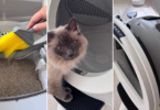 Litter Robot Deep Clean featuring Milo