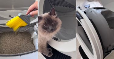 Litter Robot Deep Clean featuring Milo