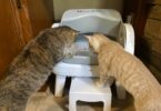 PetPivot Autoscooper 12 Litter Box