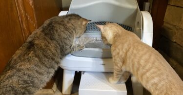 PetPivot Autoscooper 12 Litter Box
