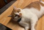 PetSafe GPS Cat Tracker Review: Keeping Tabs on an Indoor Escape Artist