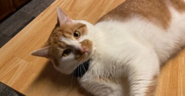 PetSafe GPS Cat Tracker Review: Keeping Tabs on an Indoor Escape Artist