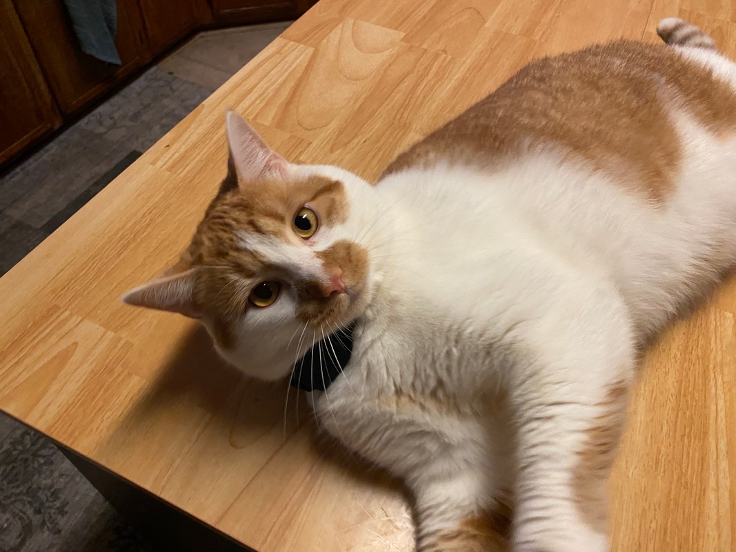 PetSafe GPS Cat Tracker Review: Keeping Tabs on an Indoor Escape Artist