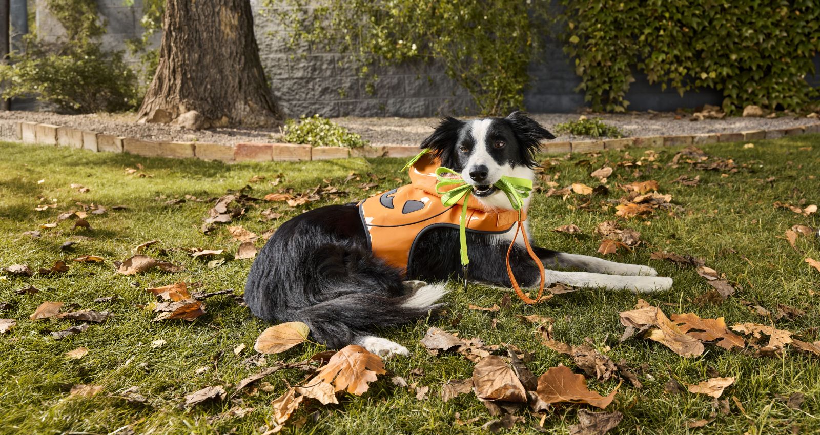 PetSmart Halloween Shop
