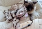 Single Kitten Syndrome: What to Do If You Can't Get a Second Cat