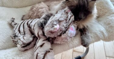 Single Kitten Syndrome: What to Do If You Can't Get a Second Cat