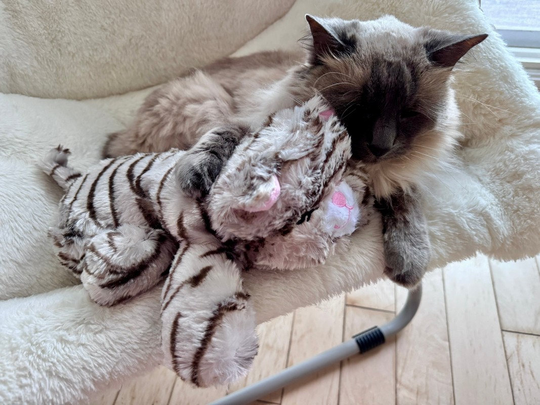 Single Kitten Syndrome: What to Do If You Can't Get a Second Cat