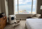 The Best Litter Box Setup for People Who Travel