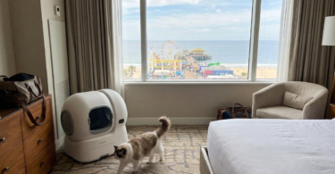 The Best Litter Box Setup for People Who Travel