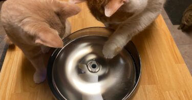 petSafe HydroSphere 60 oz Cordless Fountain review