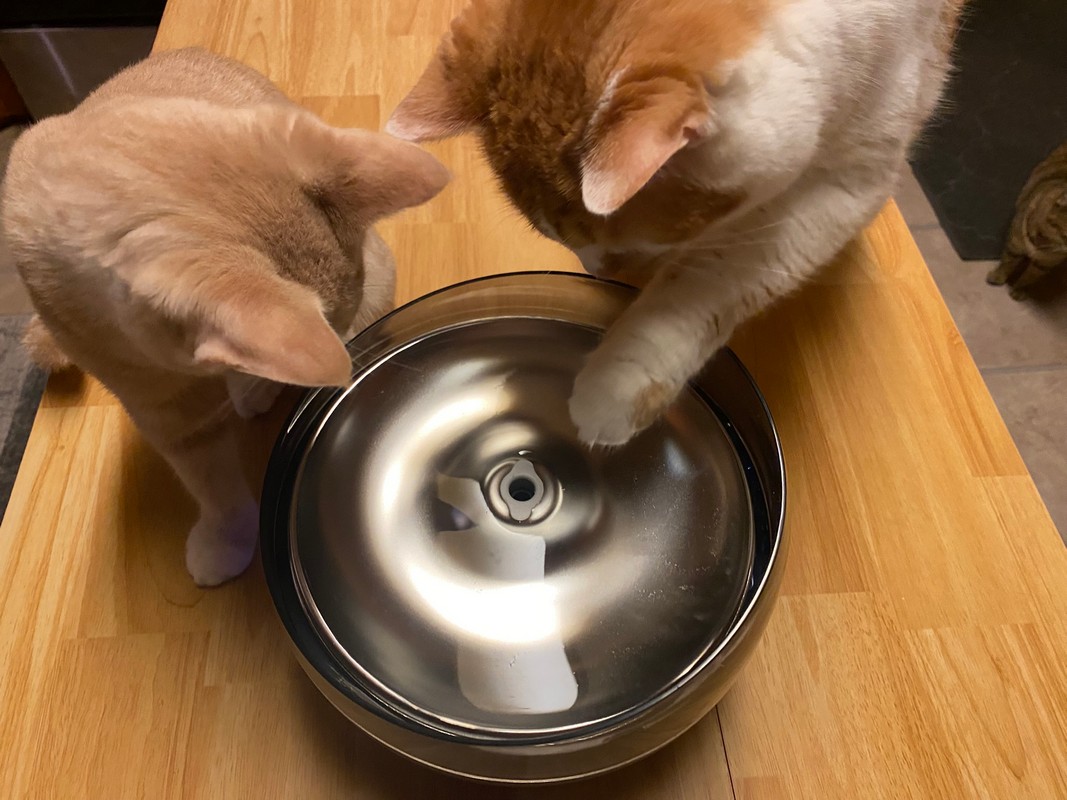 petSafe HydroSphere 60 oz Cordless Fountain review
