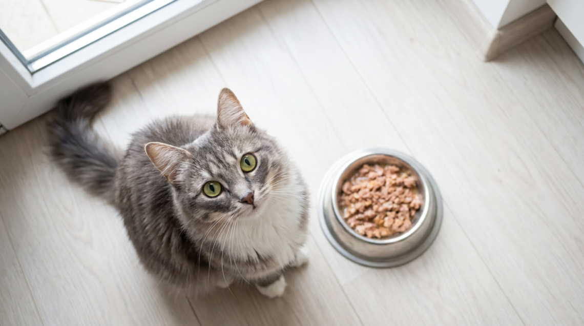 Heavy Metal in Cat Food
