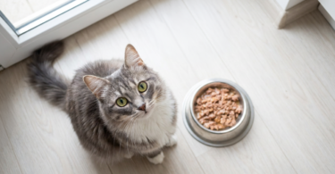 Heavy Metal in Cat Food