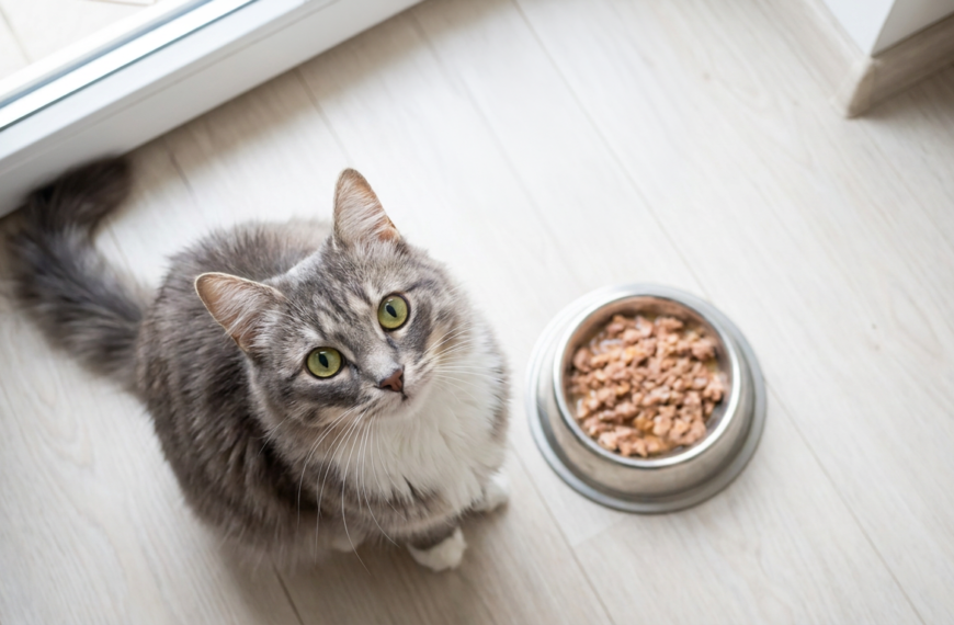 Heavy Metal in Cat Food