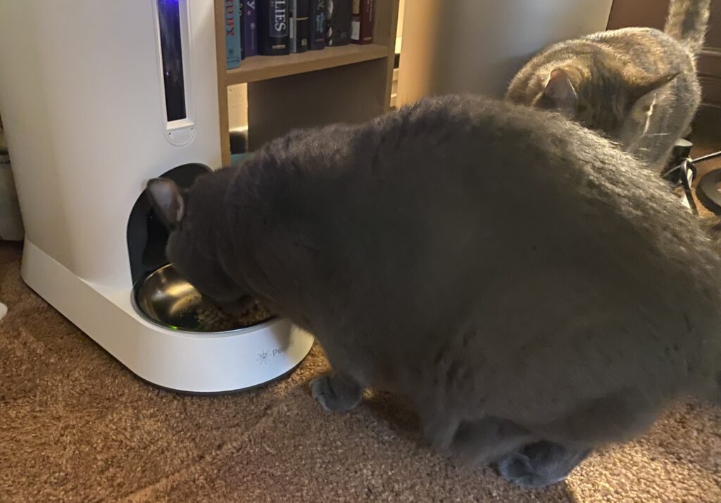Petivity Smart Feeder for Cats Review: Made for Multi-Cat Chaos