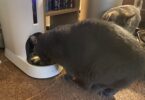 Petivity Smart Feeder for Cats Review: Made for Multi-Cat Chaos