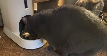 Petivity Smart Feeder for Cats Review: Made for Multi-Cat Chaos