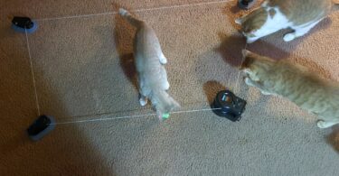 SwiftPaws Pounce Review