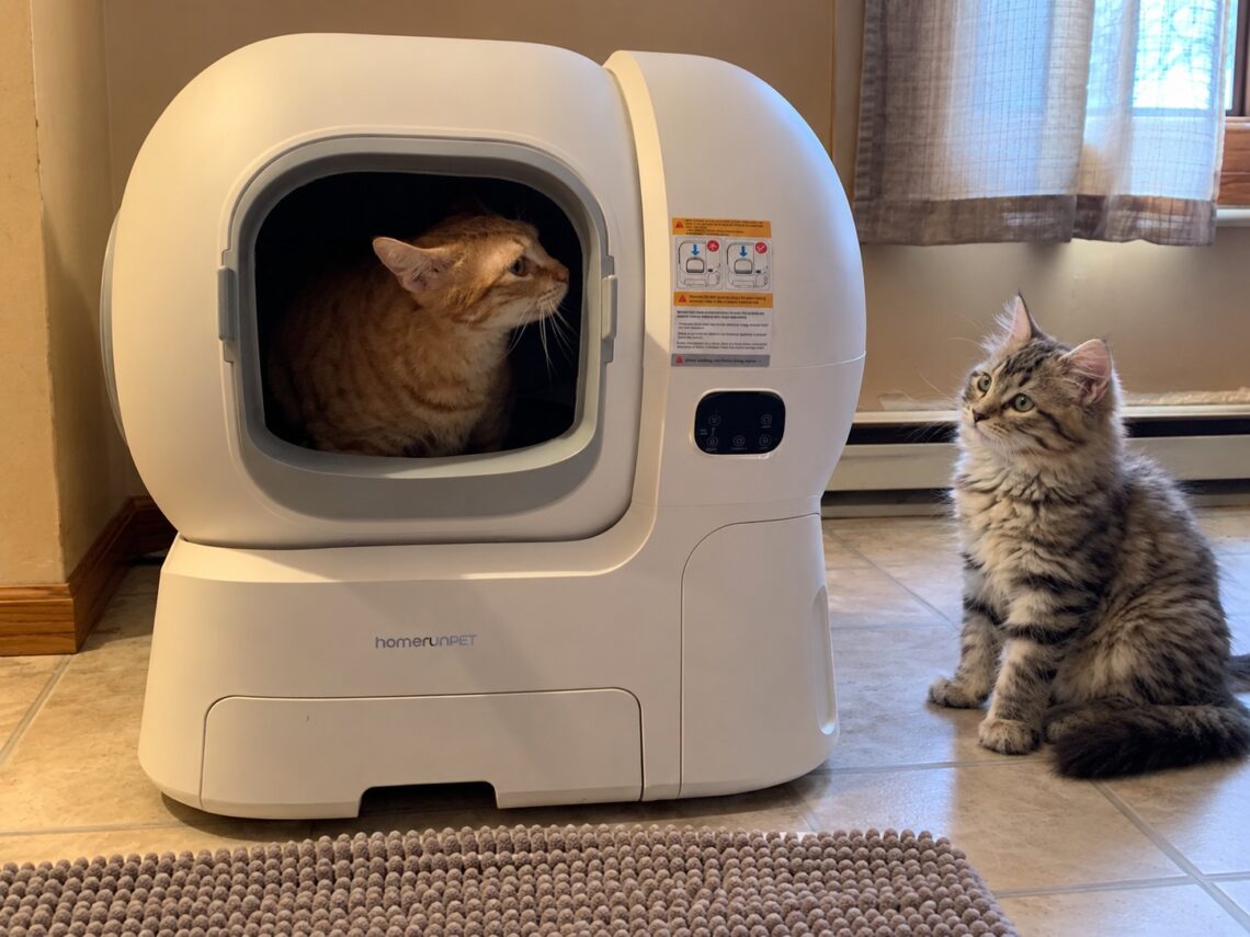 can multiple cats share a litter box