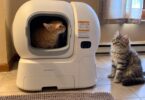 can multiple cats share a litter box