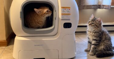 can multiple cats share a litter box