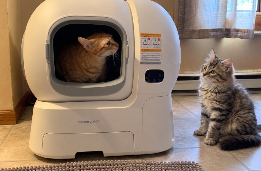 can multiple cats share a litter box