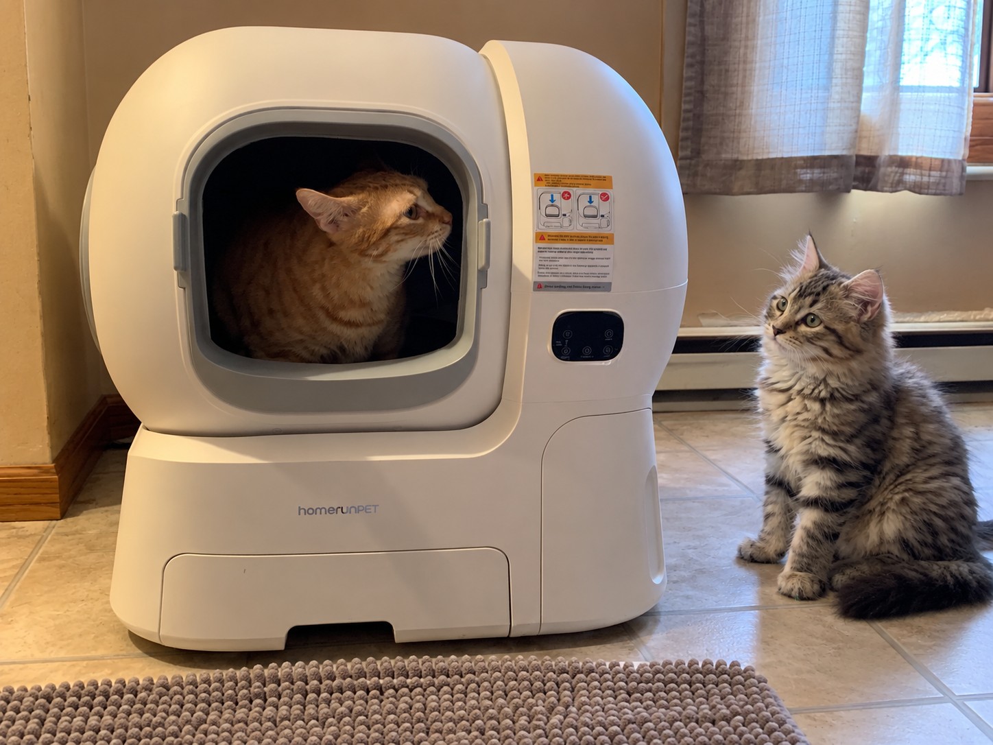 can multiple cats share a litter box