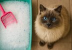 best cat litter subscriptions