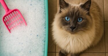 best cat litter subscriptions
